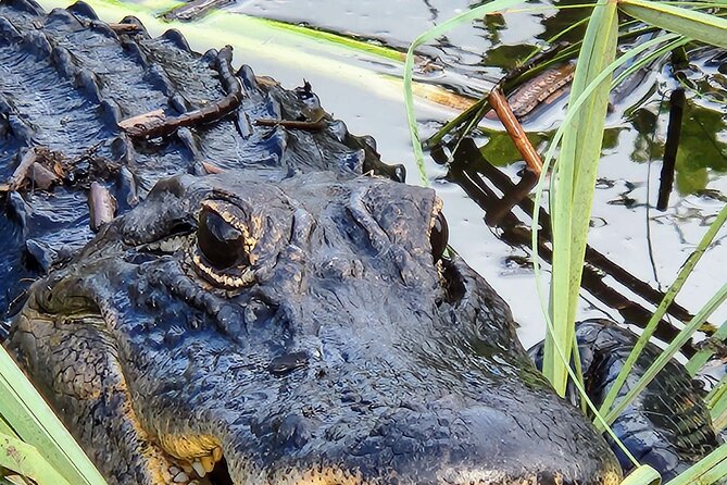 Everglades National Park Biologist Led Hike, 2 Boat Trips + Lunch - Advocacy and Repeat Visits