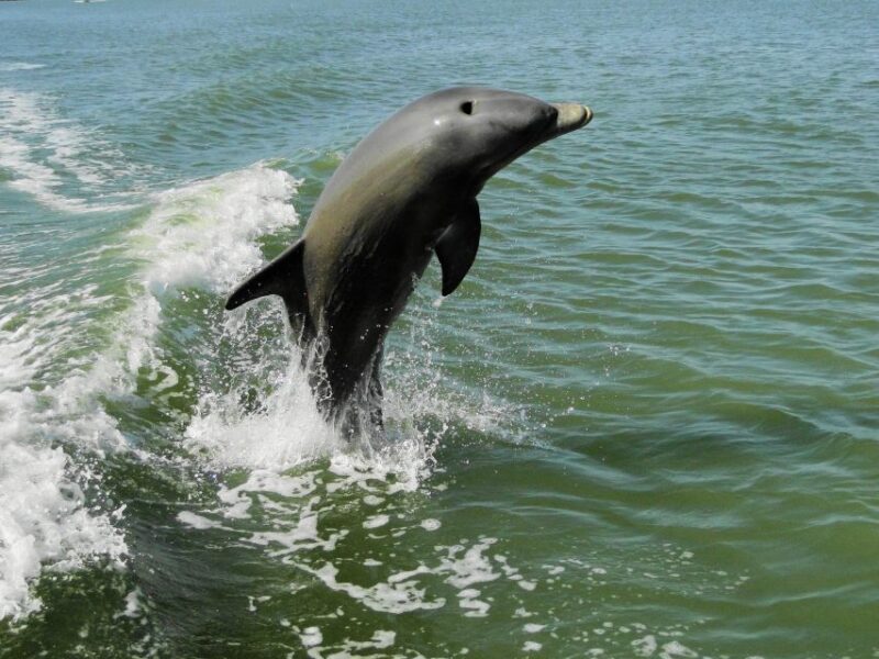 Everglades National Park: Boat Assisted Kayak Eco Tour - Customer Feedback