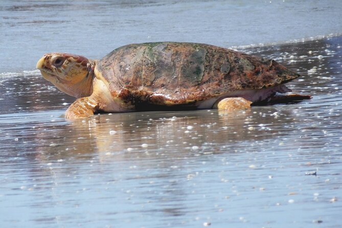 Everglades National Park Boat Tour - Navigating the 10,000 Islands