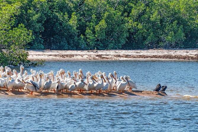Everglades National Park Boat Tour - Experiencing the Boat Tour