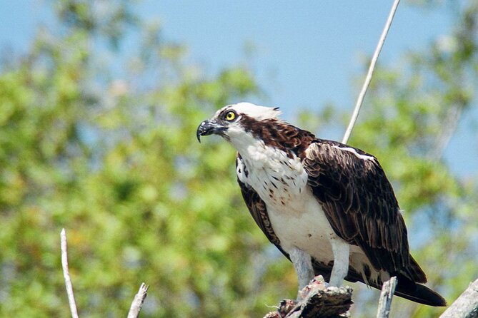 Everglades National Park Boat Tour - Accessibility and Inclusions