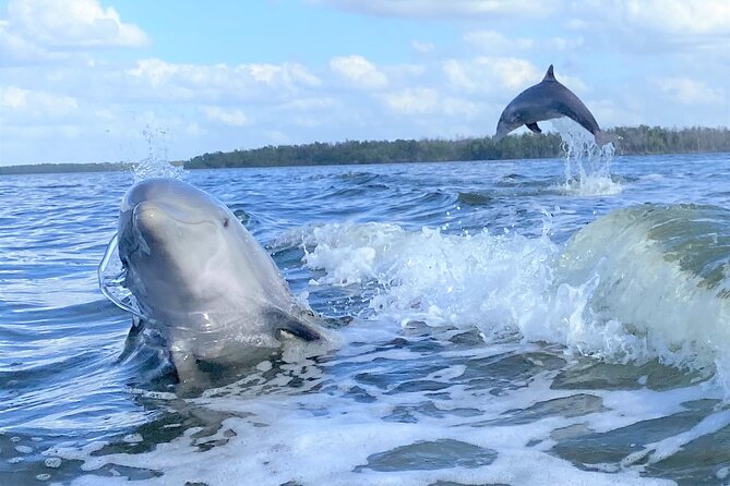 Everglades National Park Dolphin, Birding and Wildlife Boat Tour (2 Hours) - Inclusions and Logistics