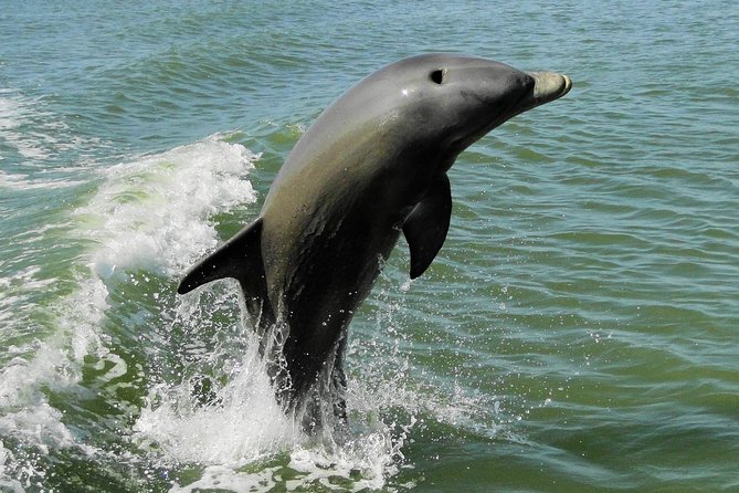 Everglades National Park Dolphin, Birding and Wildlife Boat Tour (2 Hours) - Guided Exploration