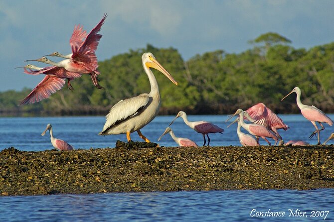 Everglades National Park Dolphin, Birding and Wildlife Boat Tour (2 Hours) - Small-Group Experience