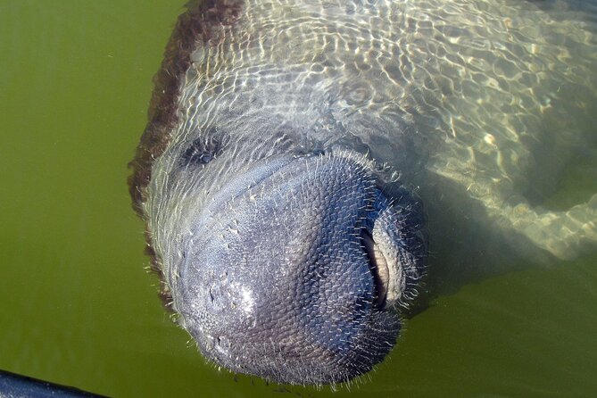 Everglades National Park Dolphin, Birding and Wildlife Boat Tour (2 Hours) - Accessibility Information