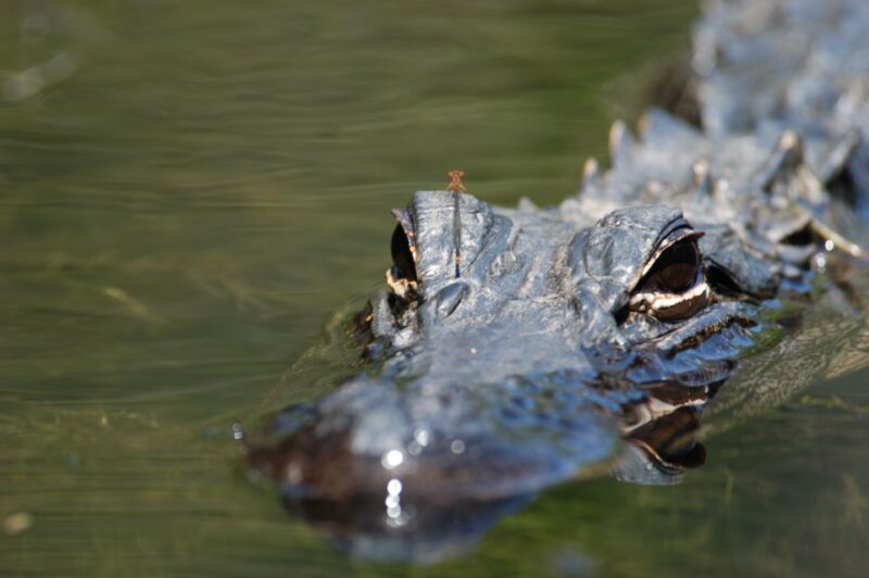Everglades National Park: Mangrove Tunnel Kayak Eco-Tour - Experience Highlights