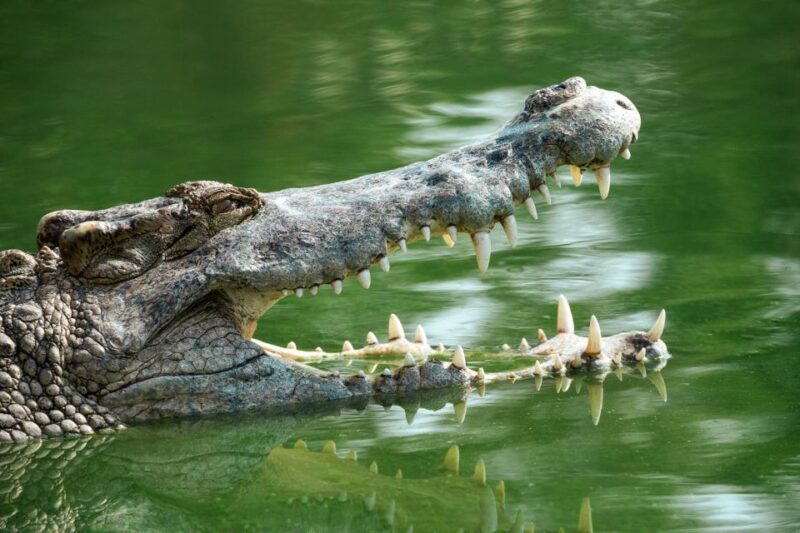 Everglades National Park: Mangrove Tunnel Kayak Eco-Tour - Inclusions