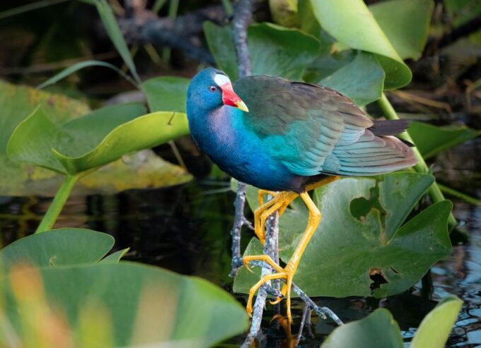 Everglades National Park: Mangrove Tunnel Kayak Eco-Tour - Naturalist Guide Expertise