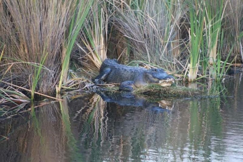 Everglades National Park: Mangrove Wilderness Tour - Introduction