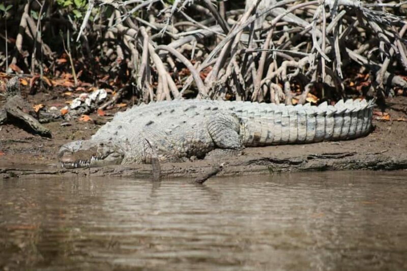 Everglades National Park: Mangrove Wilderness Tour - Why This Tour Works for You