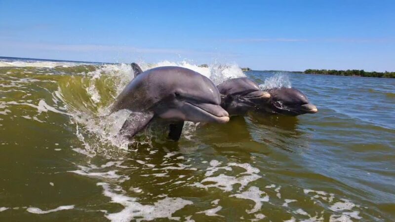 Everglades National Park: Motorboat Eco Tour - Wildlife Encounters