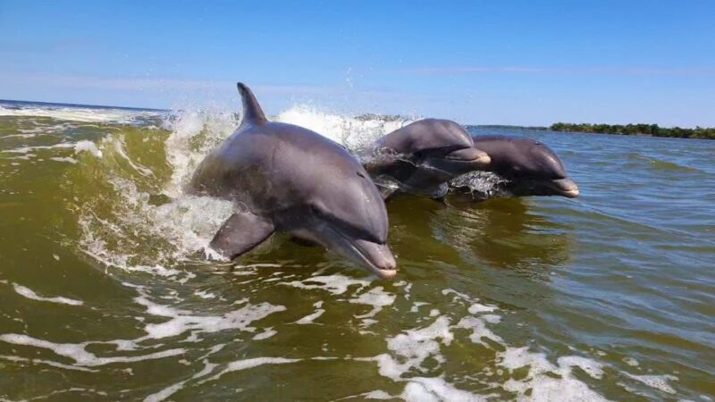 Everglades National Park: Motorboat Eco Tour - Calusa Indian Relics