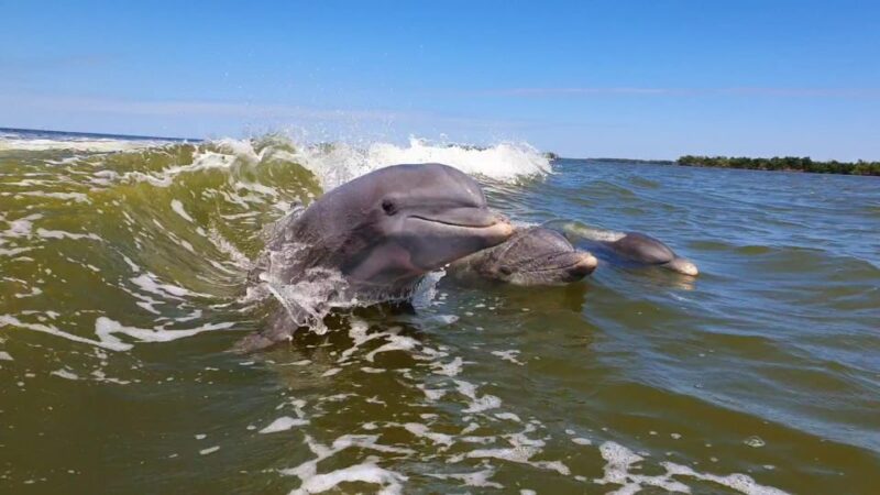 Everglades National Park: Motorboat Eco Tour - Included Amenities