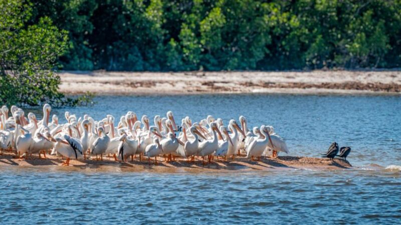 Everglades National Park: Pontoon Boat Tour & Boardwalk - Experience Highlights