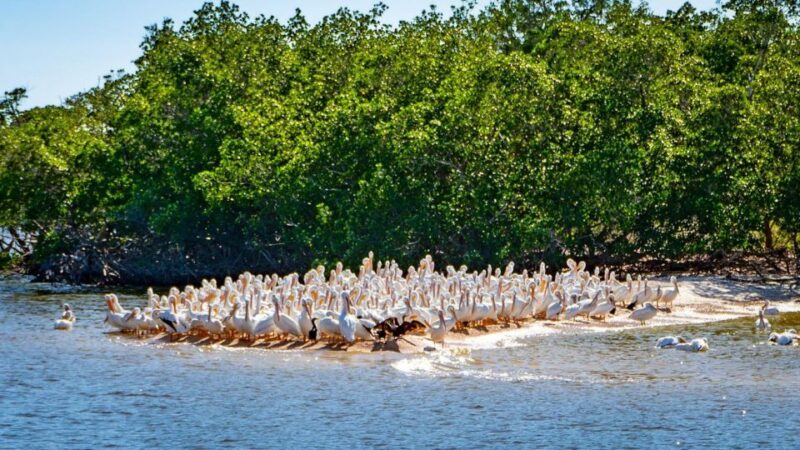 Everglades National Park: Pontoon Boat Tour & Boardwalk - Inclusions