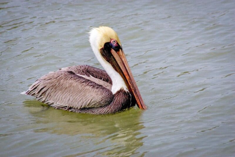 Everglades National Park: Pontoon Boat Tour & Boardwalk - Important Information