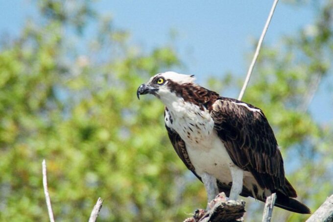 Everglades National Park: Pontoon Boat Tour & Boardwalk - Free Cancellation