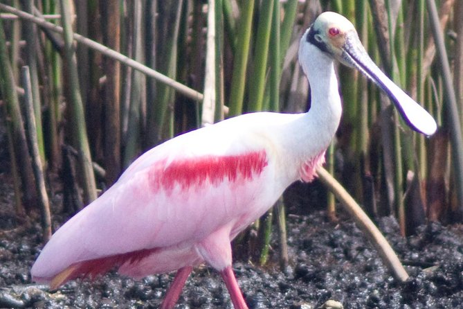Everglades National Park Small Group Guided Boating & Walking Tour Expedition - Native American Legacy