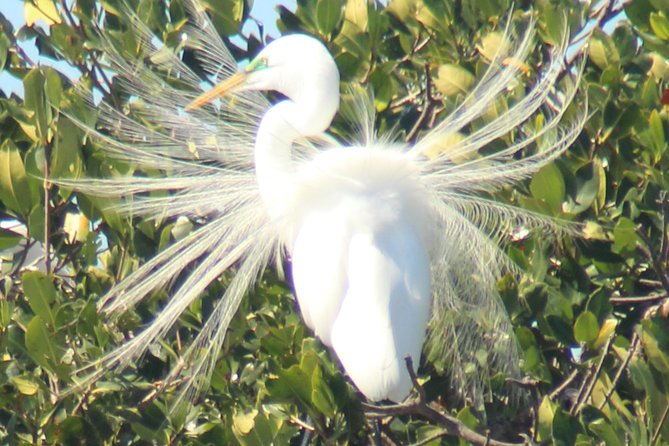 Everglades National Park Small Group Guided Boating & Walking Tour Expedition - Important Health Advisory