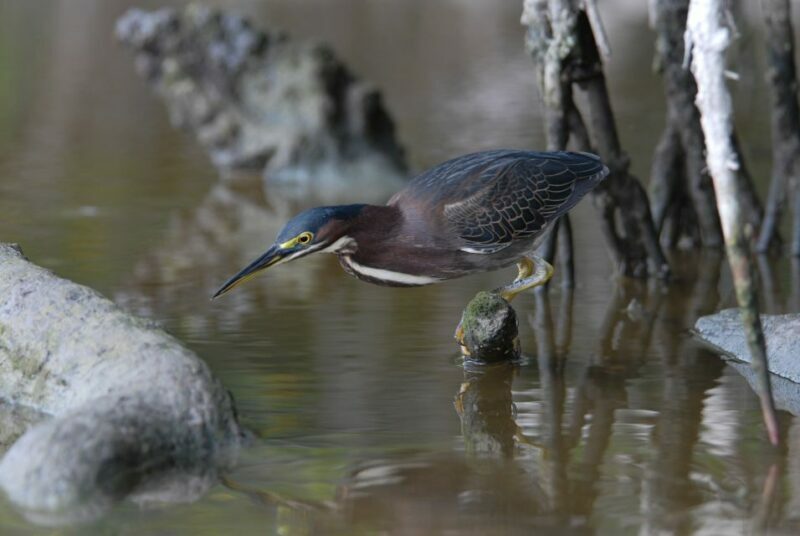 Everglades Private 2.5 Hour Photo and Birding Safari - Key Points