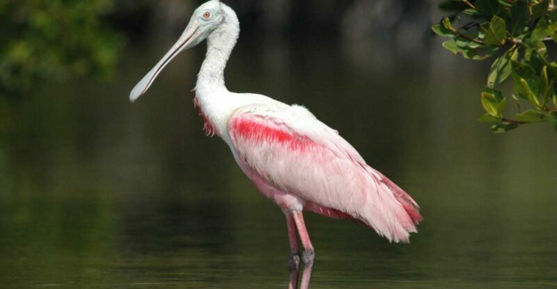 Everglades Private 2.5 Hour Photo and Birding Safari - Practical Tips for Your Trip