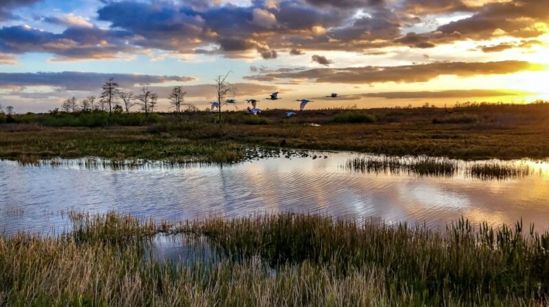 Everglades: Sawgrass Park Airboat Adventure Package - Customer Feedback