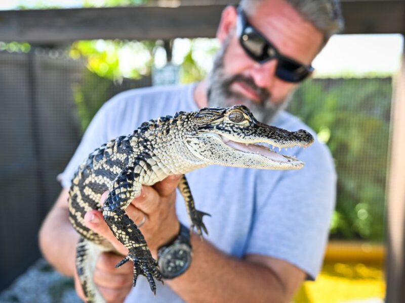 Everglades: Sawgrass Park Day Time Airboat Tour & Exhibits - Experience Details
