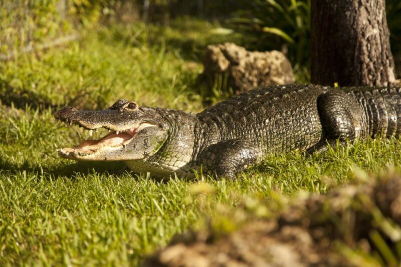 Everglades: Sawgrass Park Day Time Airboat Tour & Exhibits - Accessibility and Assistance