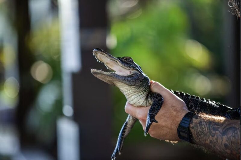 Everglades: Sawgrass Park Reptile Exhibit Private Tour - Booking Information