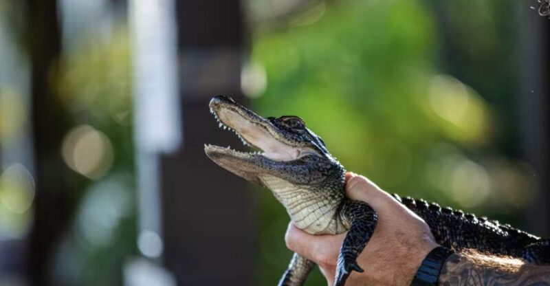 Everglades: Sawgrass Park Reptile Exhibit Private Tour - Location and Directions