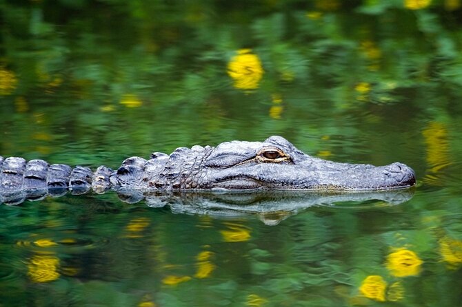 Everglades Small Group Express From Fort Lauderdale +Airboat Ride - Tour Overview