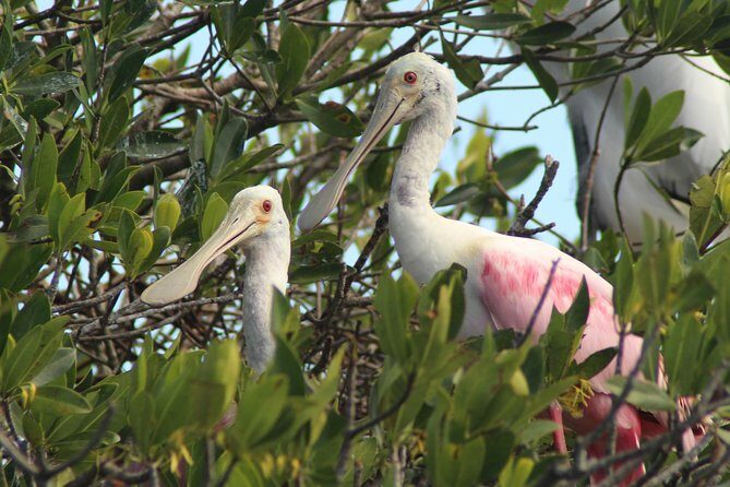 Everglades Small Group Guided Boating & Walking Tour Expedition - Who Will Love This Tour?
