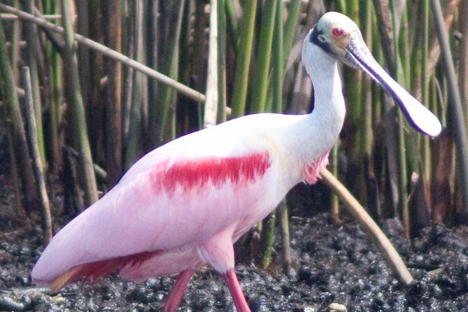 Everglades Small Group Guided Boating & Walking Tour Expedition - FAQ