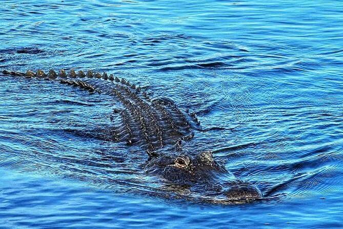 Everglades Tour From Miami With Transportation - Wildlife Encounter