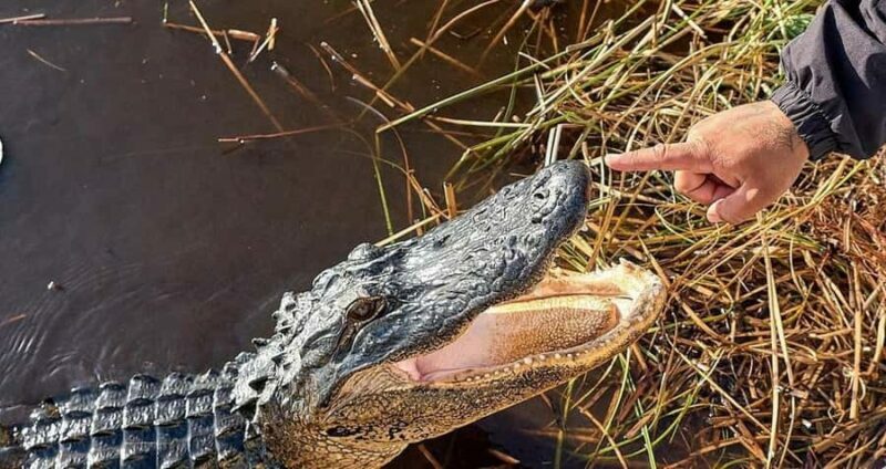 Everglades Tour with 2 Boat Rides, Hike and Lunch - FAQ