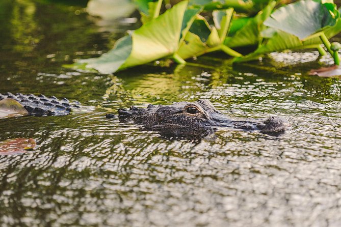 Everglades VIP Airboat Tour With Transportation Included - What to Expect