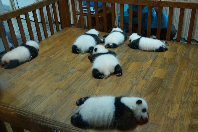 Everything Panda Private Day Tour in Chengdu - Panda Observation and Activities