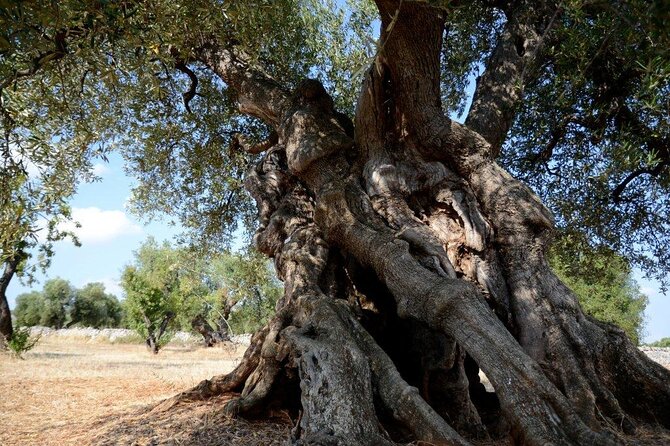 EVO Oil Tasting in Masseria in Ostuni - Feedback and Customer Reviews