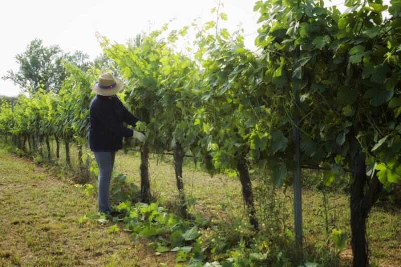 Évora: Full-Day Wine Tour - Languages and Accessibility