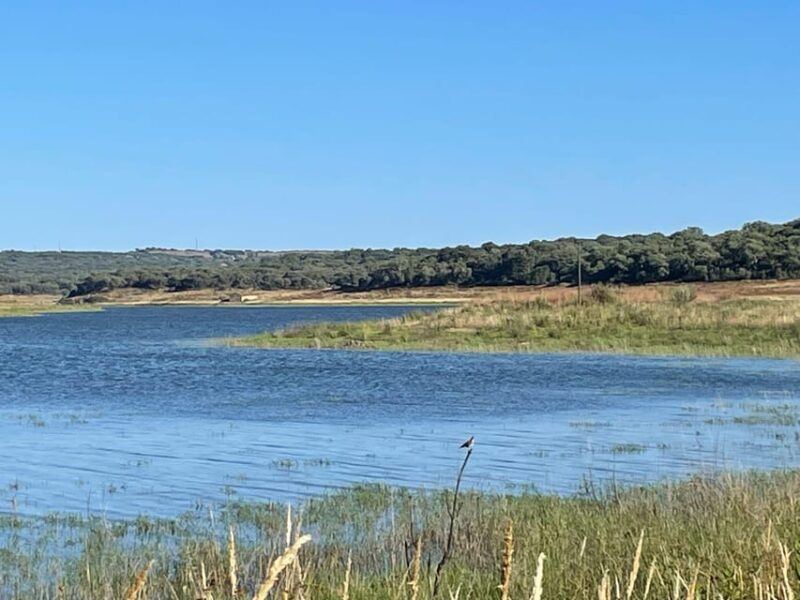 Évora: Half-Day in a Dam With a Picnic and Stand-Up Paddle - Experience Highlights