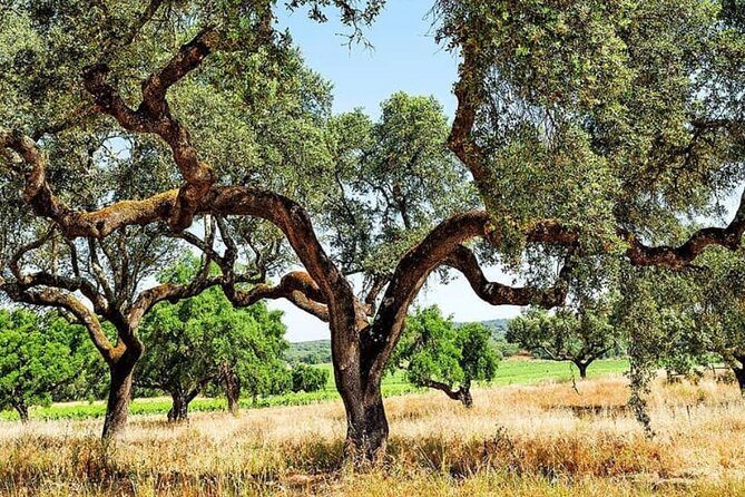EVORA & MONSARAZ FULL-DAY PRIVATE TOUR With Winery, Cork & Gourmet Tavern - Visiting Monsaraz