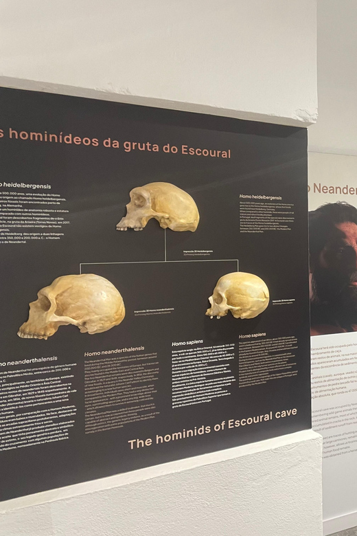 Évora or Montemor: Guided Tour of the Escoural Caves - Booking Information