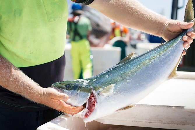 Exceptional Port Lincoln, Seafood and Wildlife Tour - Scenic Park Hike