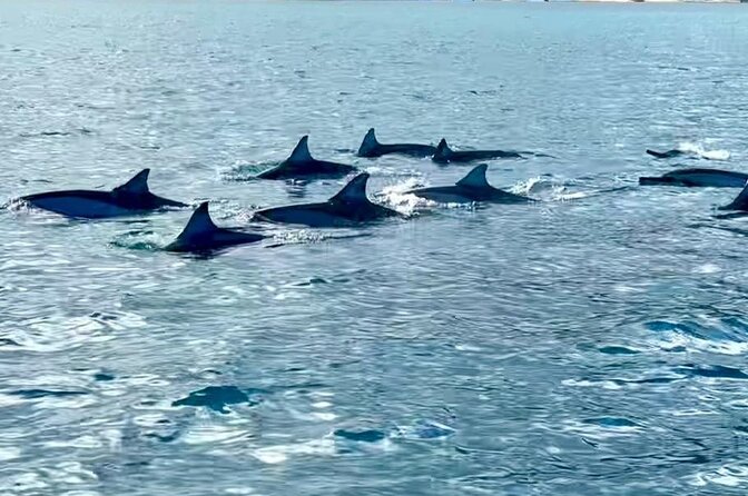 Exciting Dolphin Encounters in the Maurtiuss Lagoon - Inclusion of Equipment and Meals
