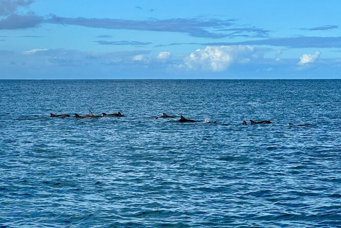 Exciting Dolphin Encounters in the Maurtiuss Lagoon - Review Highlights From Participants