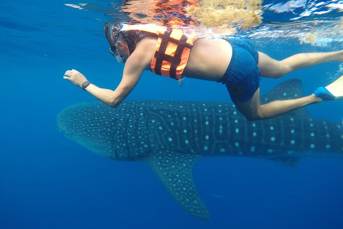 Exciting Swim With Whale Sharks Private VIP Tour - Meeting and Pickup