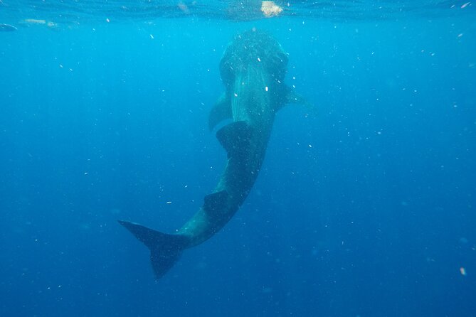 Exciting Swim With Whale Sharks Private VIP Tour - Important Information