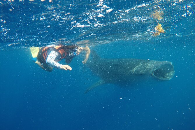 Exciting Swim With Whale Sharks Private VIP Tour - Whale Shark Interaction