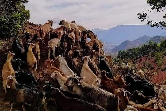 Exclusive 2-Day Private Journey: Marrakech to Berber Villages - Accessibility