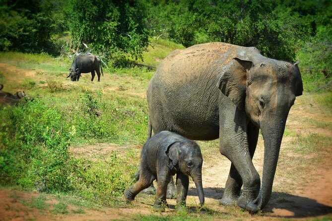 Exclusive 3-Hour Private Jeep Safari at Udawalawe National Park - The Experience: What It’s Like and Why It Matters
